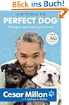How to Raise the Perfect Dog