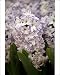 Photographic Prints of Chelsea Flower Show from Prints Prints Prints