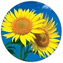 Handstands Sunflower Deluxe Antimicrobial Mouse Mat
