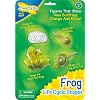 Life Cycle Stages Frog