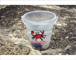 Crab bucket with resident crab, Looe, Cornwall, UK Photographic Prints