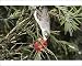 Photographic Prints of Noisy Miner probes for nectar with its brush-tipped tongue in the flower of a from Ardea Wildlife Pets