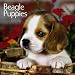 Beagle Puppies 2010 Mini Wall