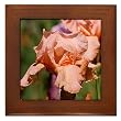 Coral Colored Iris on Framed Tile