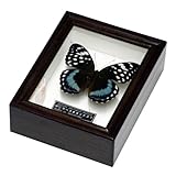 サトラペスオオイナズマ Lexias satrapes ～ 蝶の標本 麗蝶 ～