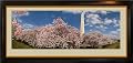 Panoramic Photo of Washington D.C. Cherry Blossom