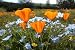 Bug's Eye View: California Poppy, Baby Blue Eyes, and Goldfields - 24