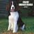 English Springer Spaniels Wall Cale 2009