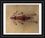 Framed Print of LRDS-55 Cat Flea from Ardea