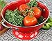 Calypso Basics by Reston Lloyd Powder Coated Enameled Colander, 3 Quart, Red