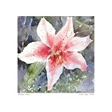 Art Poster Print - White Lily - Artist: Shirley Felts - Poster Size: 15.75 X 15.75 inches