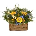 Zinnia Del Sol Wall Basket