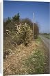 flail hedge cutter