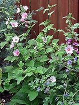 Lavatera thuringiaca Barnsley Perennial 8 Plants -SALE*
