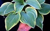 Secret Love Hosta - Blue/Green Foliage - White Flowers