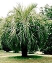 Pindo Jelly Palm 15 Seeds - Butia - Snow Hardy