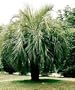 Pindo Jelly Palm 15 Seeds - Butia - SNOW HARDY