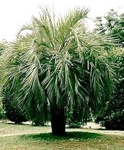 Pindo Jelly Palm 15 Seeds - Butia - Snow Hardy