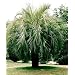 Pindo Jelly Palm 15 Seeds - Butia - SNOW HARDY