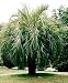 Pindo Jelly Palm 15 Seeds - Butia - Snow Hardy