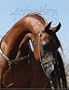 Arabian Horse Times