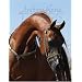 Arabian Horse Times