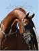 Arabian Horse Times