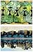 Indian Heritage Value Pack Greeting Card Assortment of 20 Cards with 22 Envelopes