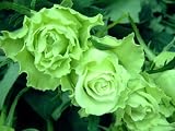 ライム 【グリーン】 10本 ◆バラの花束◆