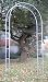 Standard Rose Arch Galvanised Image