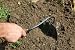 Stainless Steel Onion Hoe