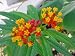 Butterfly Scarlet milkweed Bloodflower Seeds 50 Butterfly Scarlet milkweed Bloodflower Seeds 50