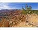 Photographic Prints of Shallow rooted pine (Limber pine) (Pinus flexilis), at the edge of Bryce from Robert Harding