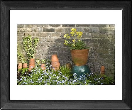 Framed Prints of Cowslip in Pot and Forget-Me-Nots and clay pots against garden wall from Ardea Wildlife Pets