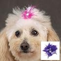 Feather Dog Hair Bows (Pack 4)