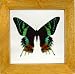 Real Mounted Butterfly  Madagascar Sunset Moth in a 6x6 inch double-glass wooden frame - Unique Framed Collectible Art
