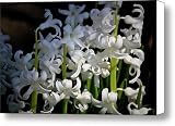 51NyxWIXbcL. SL160  White Hyacinth Blooms Canvas Print / Canvas Art   Artist Teresa Mucha