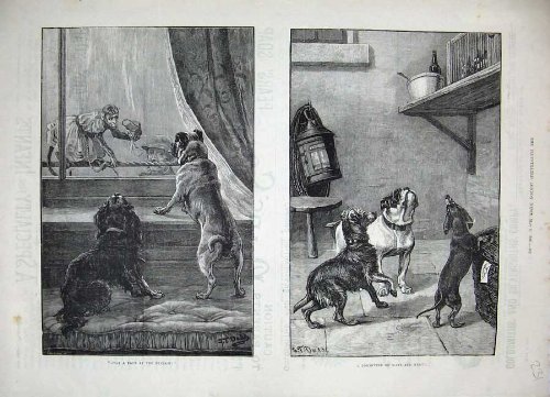1886 Dadd Fine Art Puppy Dogs Monkey Window Man Print