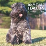 Bouvier des Flandres 2009 Square Wall Calendar