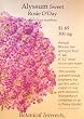 Alyssum Sweet Rosie O'Day Seeds 400 Seeds
