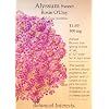 Alyssum Sweet Rosie O'Day Seeds 400 Seeds