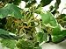 176cm Artificial Silk Foliage Greenery Ivy Chain Garland (Variegated) from GT Decorations