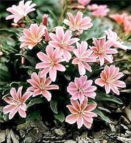 Little Plum Lewisia 20 Seeds