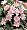 Little Plum Lewisia 20 Seeds