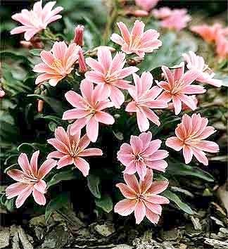 Little Plum Lewisia 20 Seeds