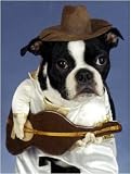 Pet Star Notecards - Boston Terrier