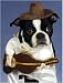 boston terrier - Pet Star Notecards - Boston Terrier