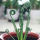 アルプカ（アルブカ） スピラリス “フリズルシズル”*