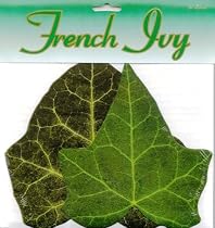 Sisson Imports Ivy Leaves, Variety, Pack of 100