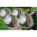 NEW 4 X GARDEN SOLAR POWERED WHITE LED ROCK LIGHTS POND